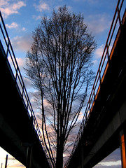 Tree intersecting SkyTrain tracks