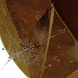 Two spined spider, day 3