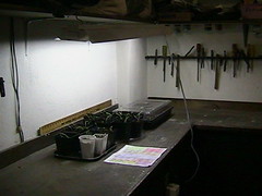seedlings with flourescent lights
