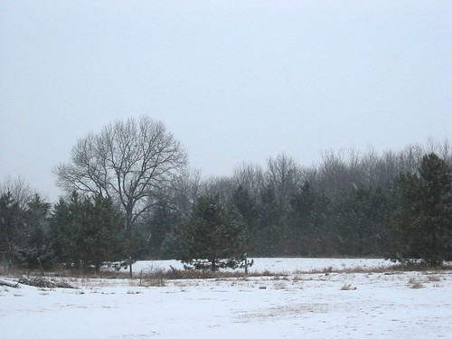 The backyard woods, 27 Feb 2006