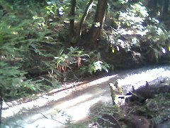 stream 1 Butano State Park.jpg