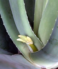 Aloe vera bloom