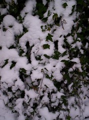 ivy in the snow