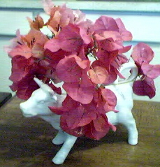 Cow with Bougainvillea