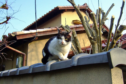 住宅地の猫