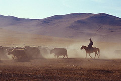 Mongolian Yak Herder