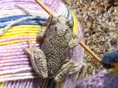 grey tree frog knits