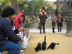 Kucing2 Yg Jinak Kat Luar Alcázar, Cordoba, Spain