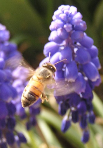 bee on grape hyacinth