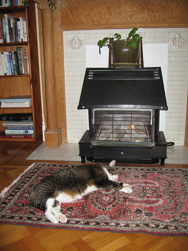 Sprout stretched out by the fire