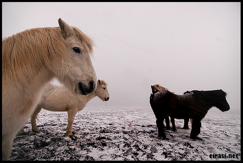 winter horses 2