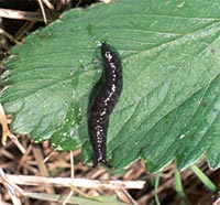 slug01