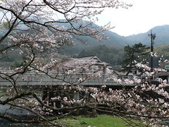 Ohanami à Tsuwano