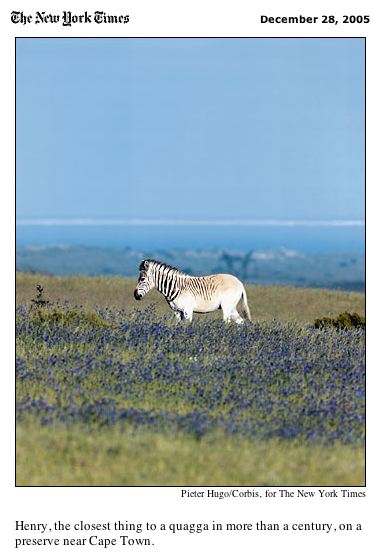 A rebred quagga in the New York Times