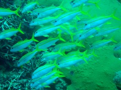 A school of Yellowfin goatfish