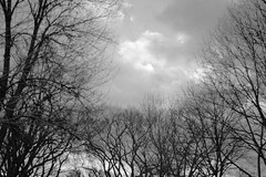 Winter Sky (IMG_0587bw)