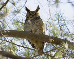 The Great Horned Stare-Down