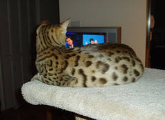 Pixel watches TV