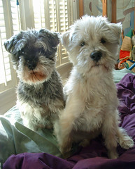Lucy & Henry: miniature schnauzer & white terrier