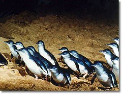 Fairy Penguins kat Summerland Beach, Penguin Parade, Philip Island, Australia