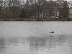 Crocodile in First Lake