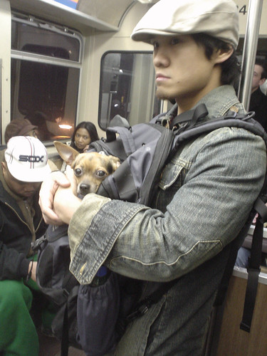 Dog. Backpack. Train.
