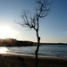 Ibiza - Beach Tree 2 Port des Torrent