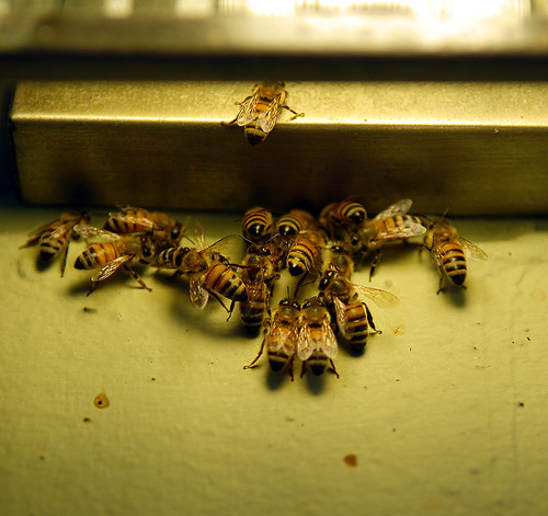 Bees under a porch light