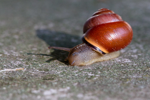 Snail with Red-Shell
