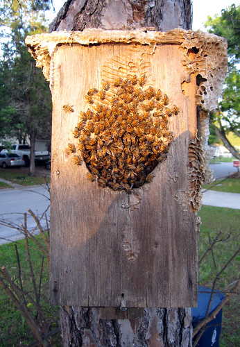 Bees in the bird house