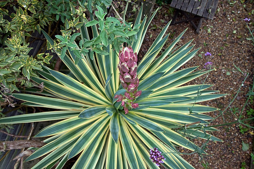 Yucca gloriosa 'Variegata' - starting to flower