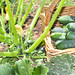 Ibiza - Cas Gasi Ibiza - Organic Vegetables - Verd