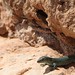 Formentera - Lizard, Formentera Spain