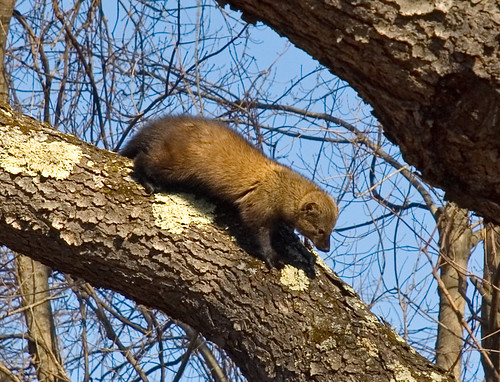 black cherry tree leaves. Fisher Cat (in a lack cherry