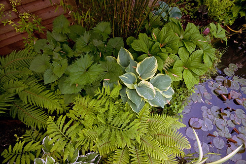 Mixed Leaves - Garden June 2010