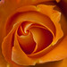 Heart Of A Rose by garryknight