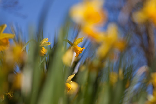 Daffodil Spring 1
