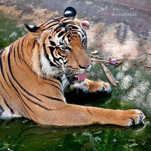 Earth Day 2010 Malayan Tiger