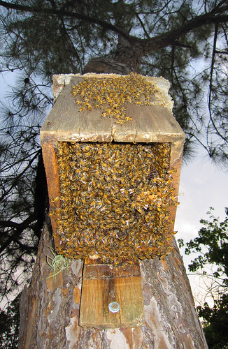 Bees in the bird house