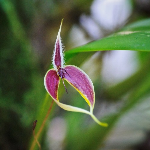 Blume's Bulbophyllum {Bulbophyllum blumei}