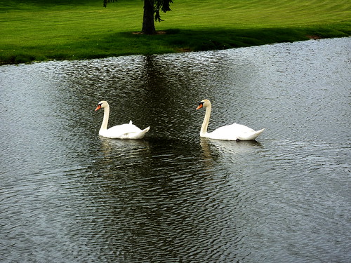 2 swans on Watermark pond