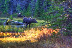 Bull and Cow Moose HDR