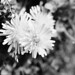 Dandilon Blossom