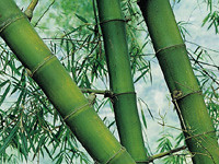 bambu arquitectura