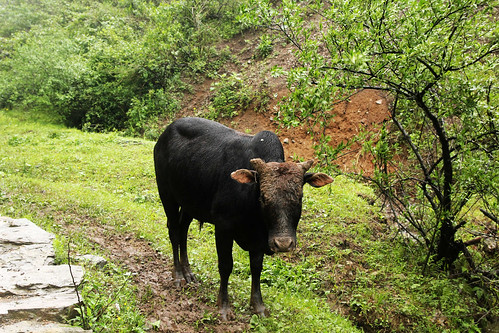 山路边的牛