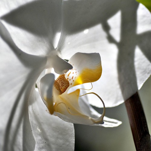 phalaenopsis amabilis {the lovely phalaenopsis or the moon orchid} II