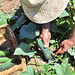 Ibiza - Cas Gasi Ibiza - Organic Vegetables - Verd