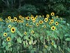Sunflower field in Concord MA