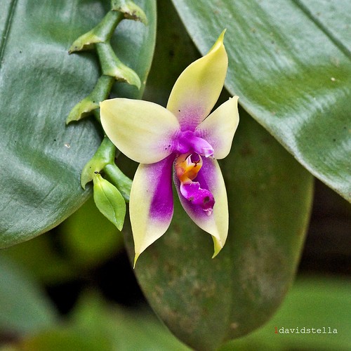 Phalaenopsis violacea var. Borneo {The Violet Phalaenopsis}