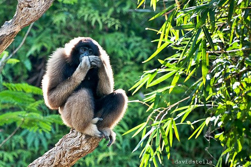 Earth Day 2010 Malaysian Lar Gibbon {White-handed Gibbon}
